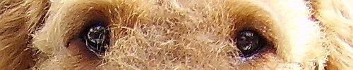 Tierfoto