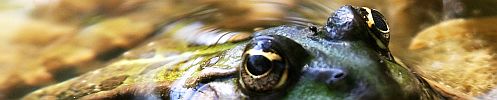 Tierfoto