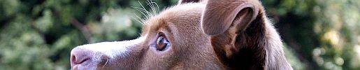Tierfoto