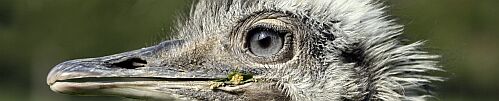 Tierfoto