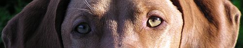 Tierfoto